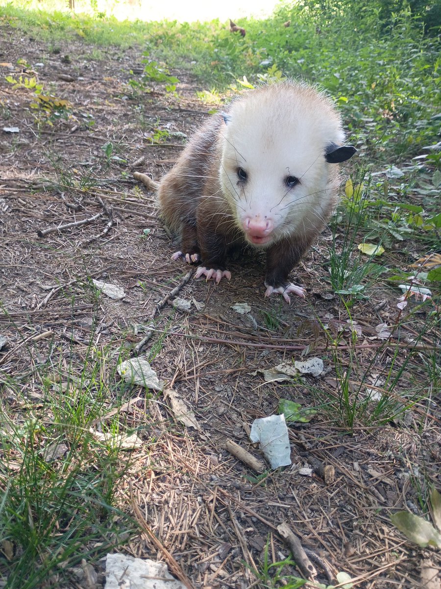 Fat Possum Goyim tweet media
