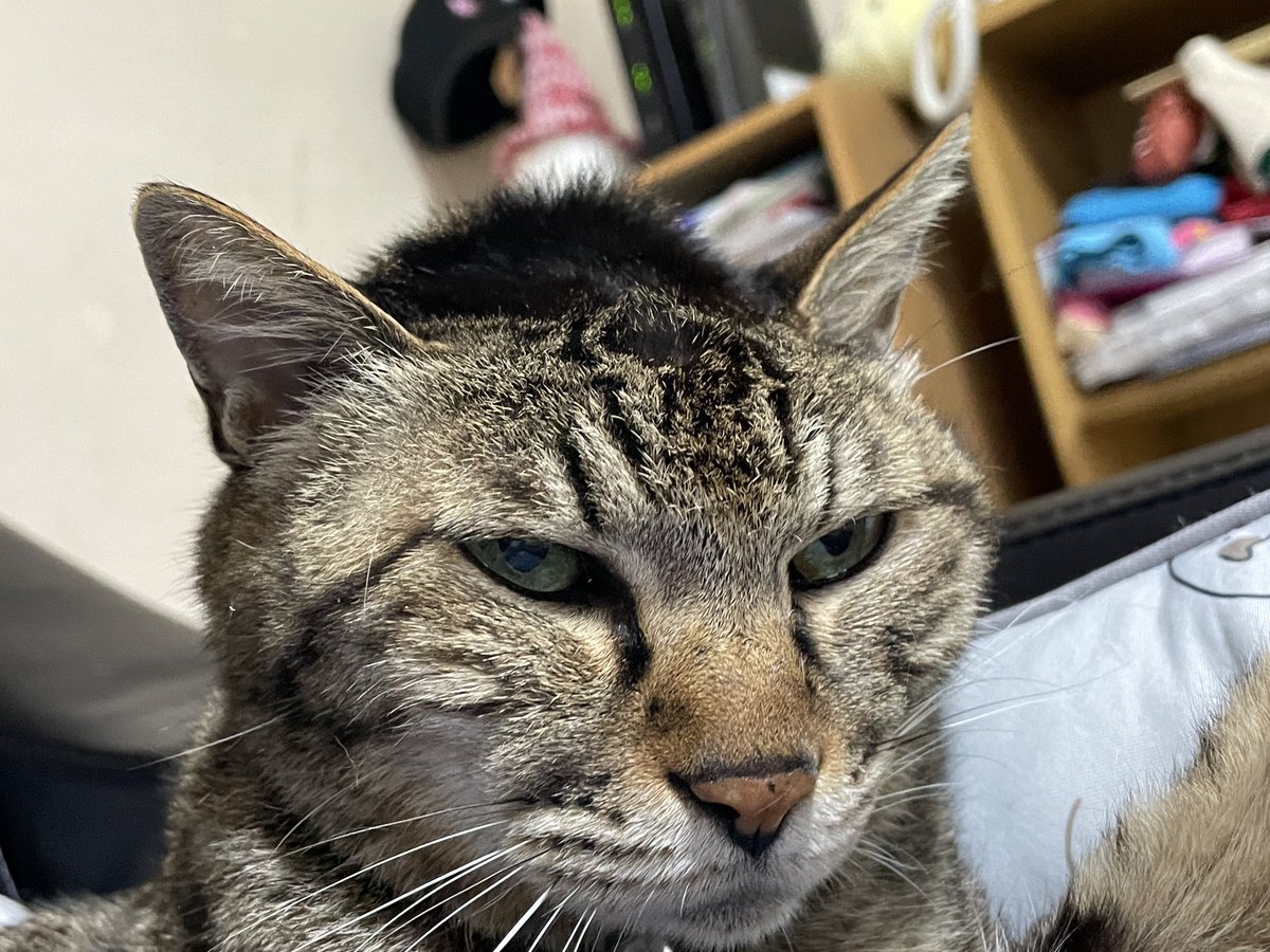 redglasses2313's tweet photo. 逆撫でしてやった
なんか……フフ https://t.co/V3dKbpD1PF