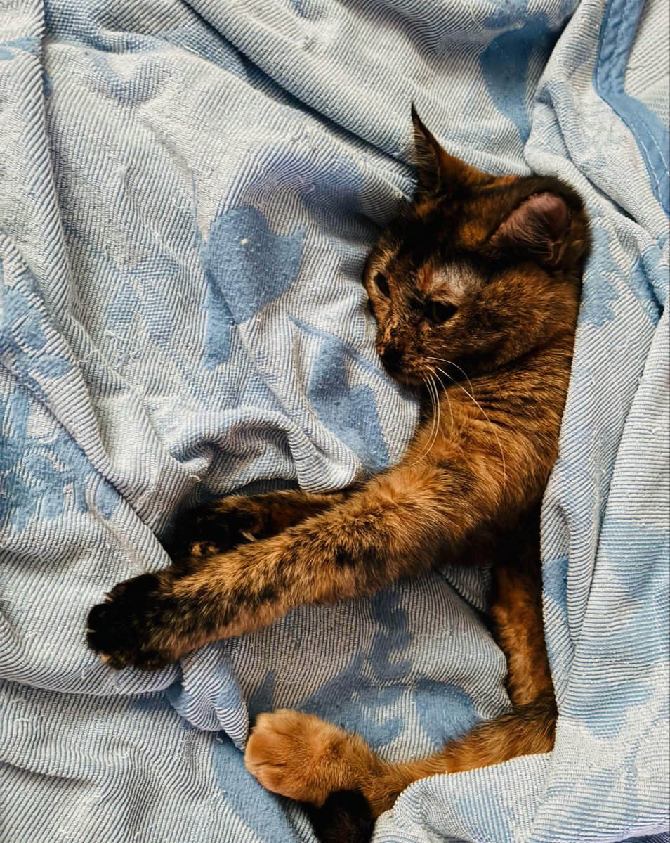 おはようございます☀️ #猫のいる暮らし #サビ猫 はやい もう6月