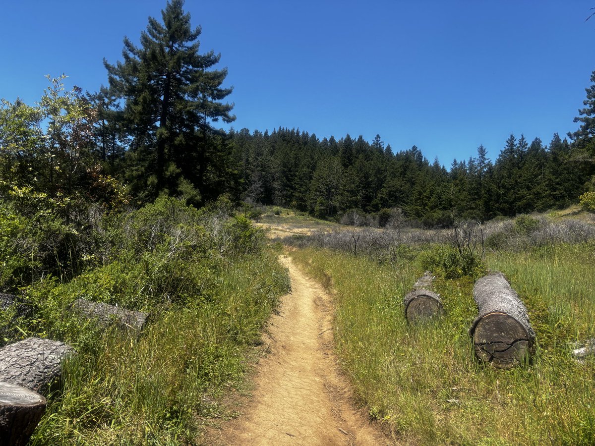 CatOrman1's tweet photo. overseen on the dipsea trail https://t.co/9bmjfchidf