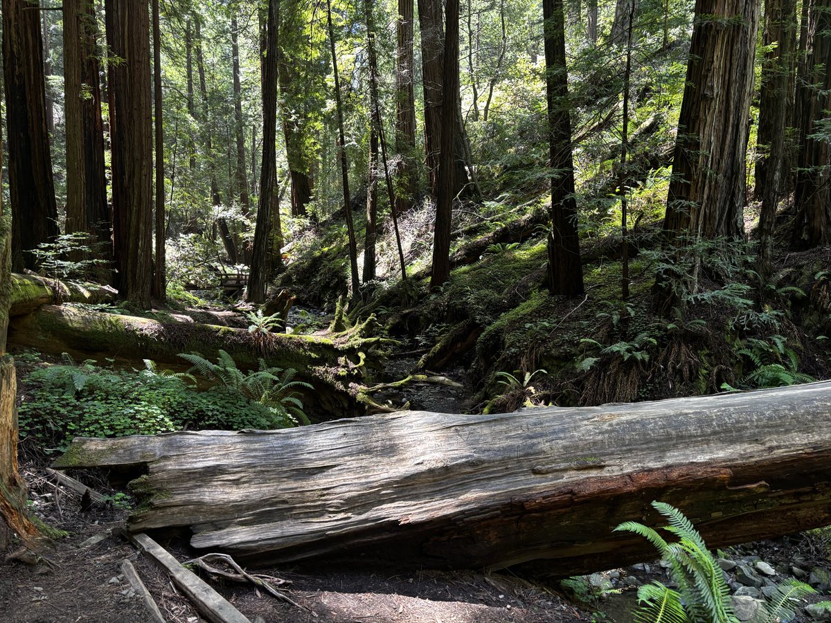 CatOrman1's tweet photo. overseen on the dipsea trail https://t.co/9bmjfchidf