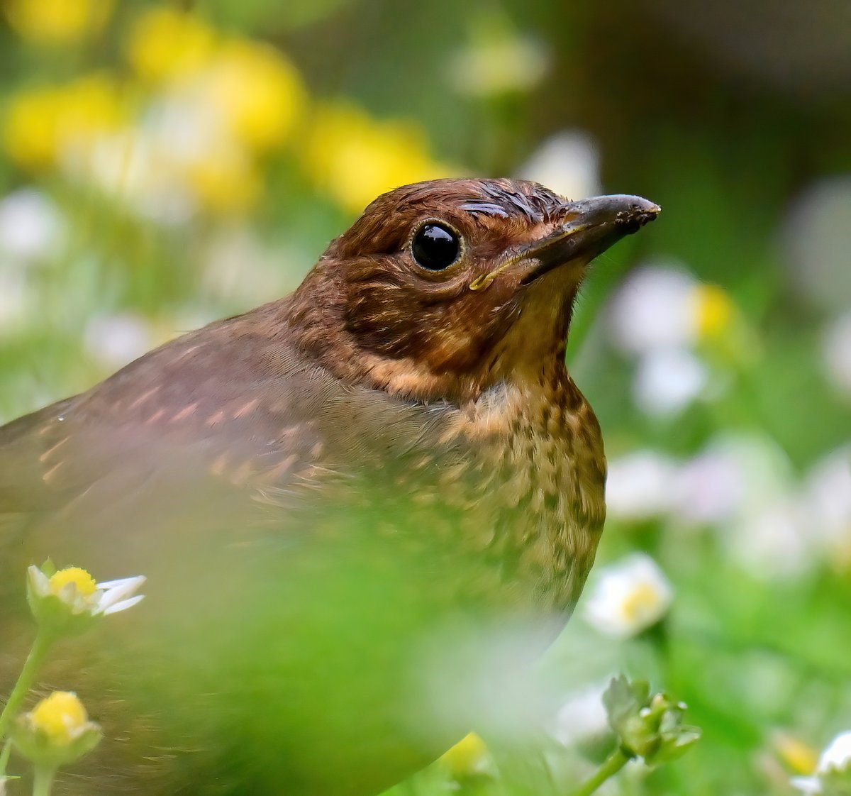 CarlBovisNature's tweet photo. Juvenile Blackbird in my Somerset garden last week. 😍
 Taken through my cat flap. 😁 https://t.co/3Q1Lx0e2wZ