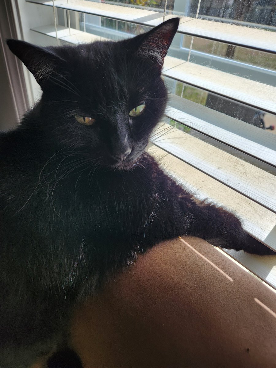 jack_msw's tweet photo. @TjMisiolek Oh, I'm so sorry for your loss. This is our Shadow. https://t.co/oXnt7t3e2N