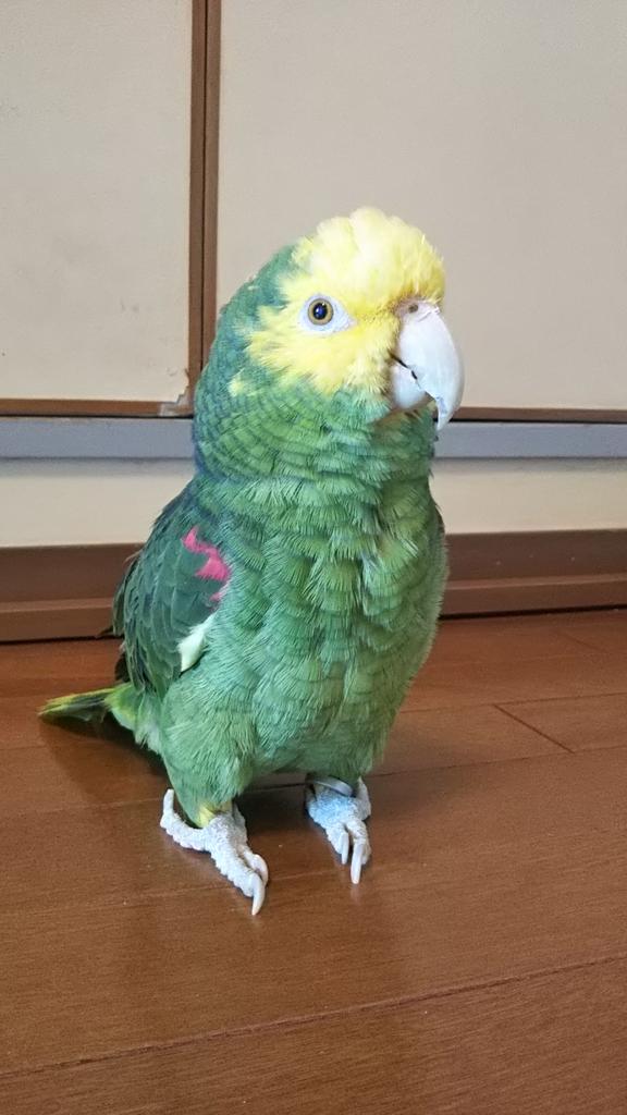 boyonba's tweet photo. もっと一緒に居たかった。
世界のオウム・インコが幸せでありますように。
1日出遅れた…。

#worldparrotday 
#happyworldparrotday https://t.co/I24yhQ2dhV
