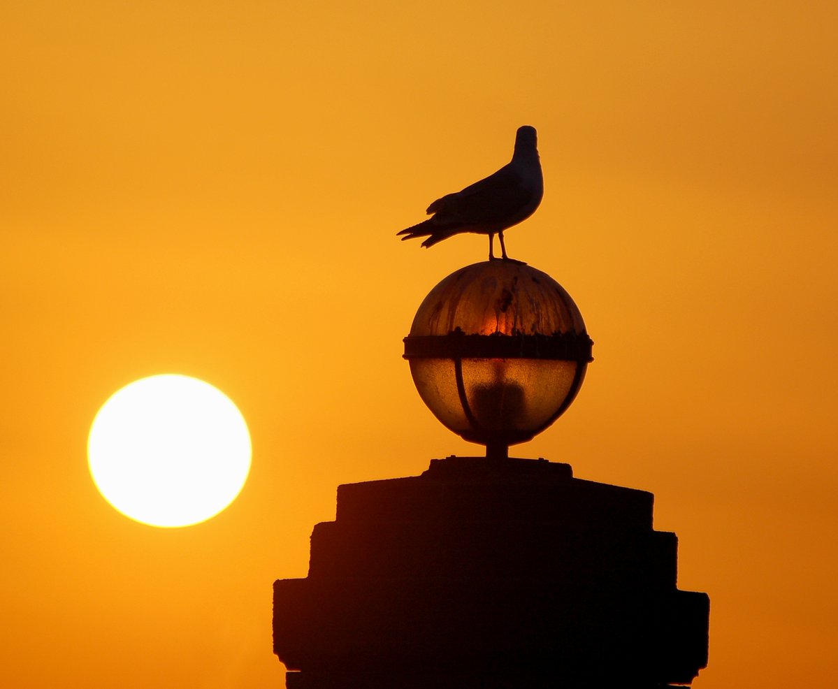 CarlBovisNature's tweet photo. Looking at the sun... 😍🐦 https://t.co/NbtfsX3RRY
