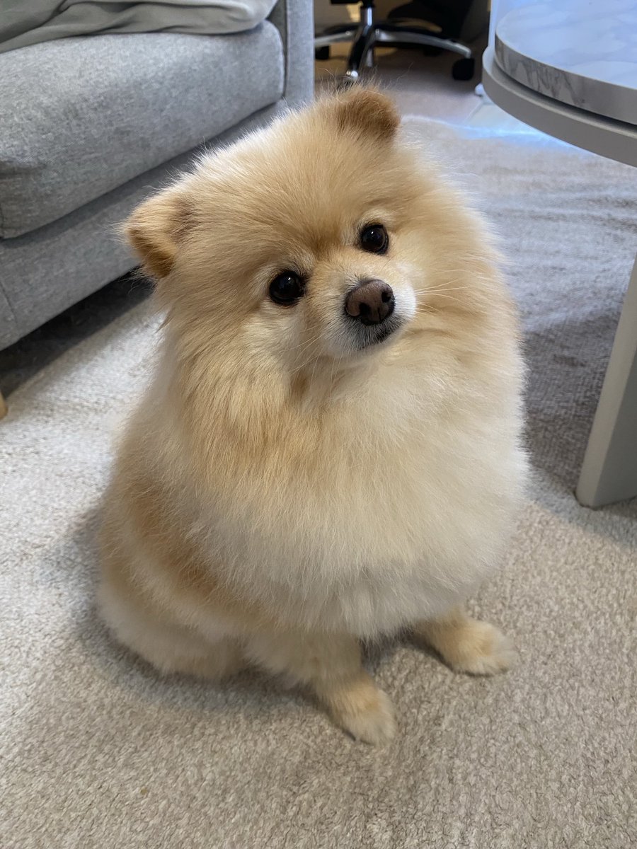 ds18_2007's tweet photo. ちょっぴりサマーカット🌻 https://t.co/uZxjTTyftM
