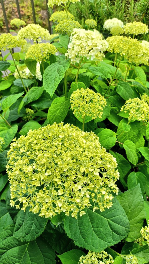 kakko1968's tweet photo. おはようございます。
自宅のアナベル、花色がライムグリーンから純白へ変化するのが楽しみです〰️☺
#アナベル　#紫陽花 https://t.co/M6IksFp3yK