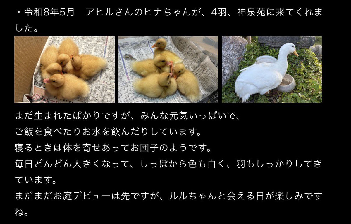 kotoemoon's tweet photo. 神泉苑にアヒルの雛ちゃんたちが
来てくれたようです〜
嬉しいぃぃぃ
#神泉苑 https://t.co/GmbX2uwNom