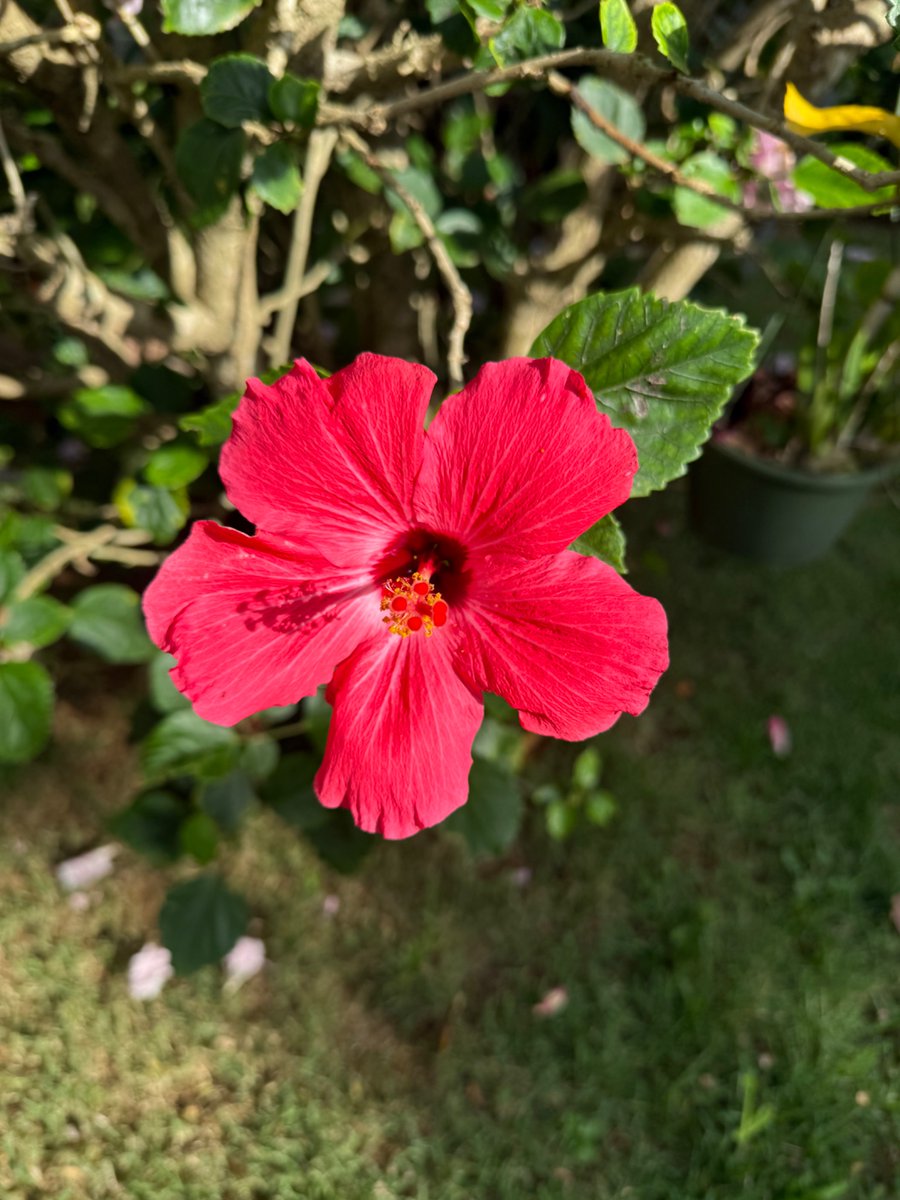 BadboyzXavier's tweet photo. Las flores de mami. https://t.co/xiBQpPtQWK