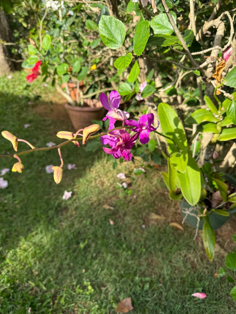 BadboyzXavier's tweet photo. Las flores de mami. https://t.co/xiBQpPtQWK