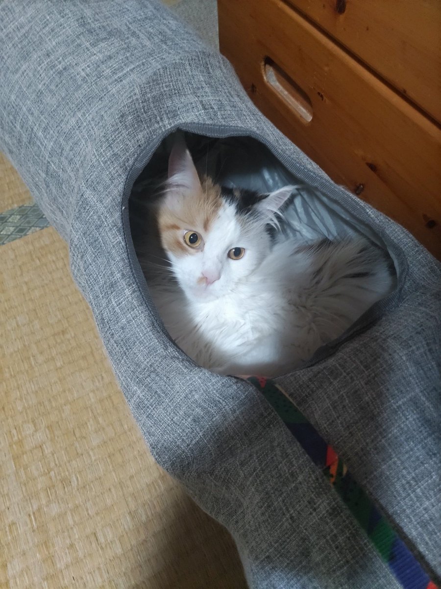 miemisu's tweet photo. 今朝の地震でビックリ🙀
ベッドの下に隠れて30分ほど
出てこなかったレミちゃん

耐震基準の無かった頃に建てた
ほぼ和室しかない築60年の我が家
2階だと震度＋1.5くらい揺れて
めちゃくちゃ怖いんですよ〜😱

#メインクーン #三毛猫 #猫
#猫の居る暮らし #猫がいる生活 
#猫好きさんと繋がりたい https://t.co/TSjSeWjlv5