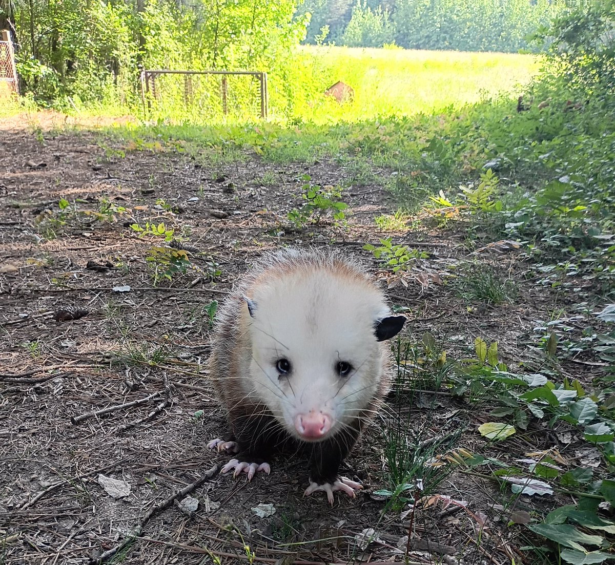 Fat Possum Goyim tweet media