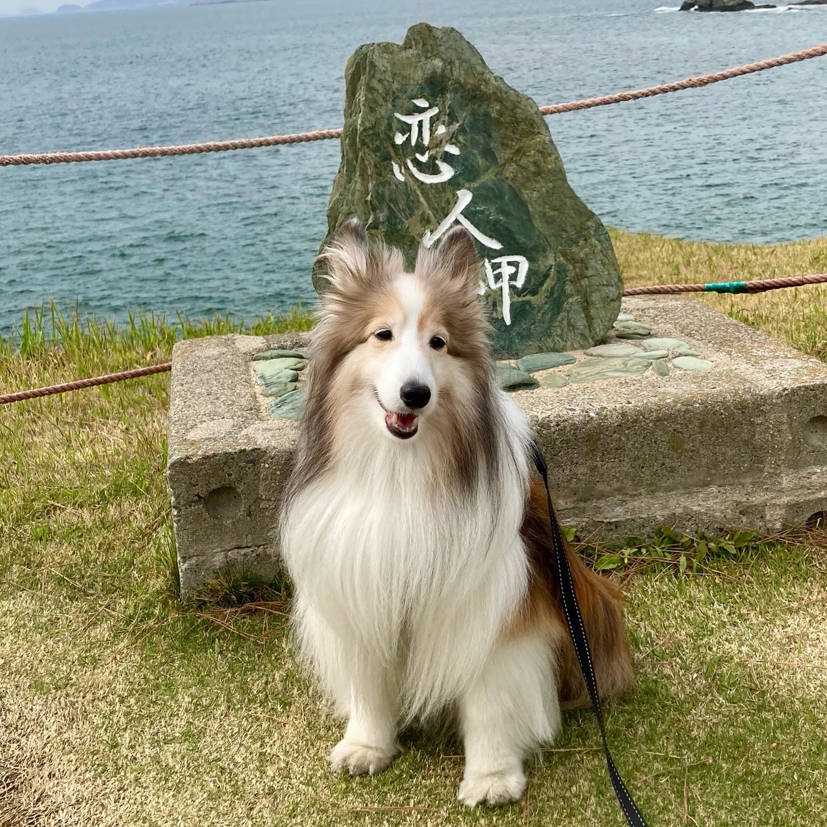 bell0515's tweet photo. 今日はシェルティの日なのでレオンのスマイルを☺️

#シェルティの日2026 #シェルティの日 https://t.co/WNa0HME7sS