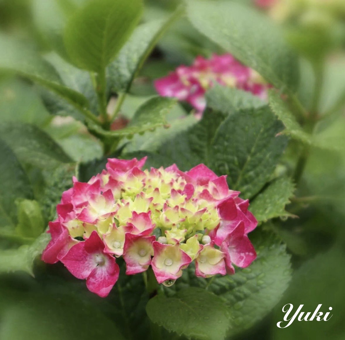 yuki209969051's tweet photo. ひと雨毎に 七変化͛💠
少しづつ色を増し
仄かな花色の紫陽花に
心 惹かれます💕

これから楽しみ♪

紫陽花    色を染めたる
清らかさ
初々しさの
乙女を見たり
                      (yuki)
おはようございます😃
今日から6月
今月もよろしくお願いします🙇‍♀️

素敵な6月のｽﾀｰﾄになります様に🍀🫧 https://t.co/auJ0XmQpuA