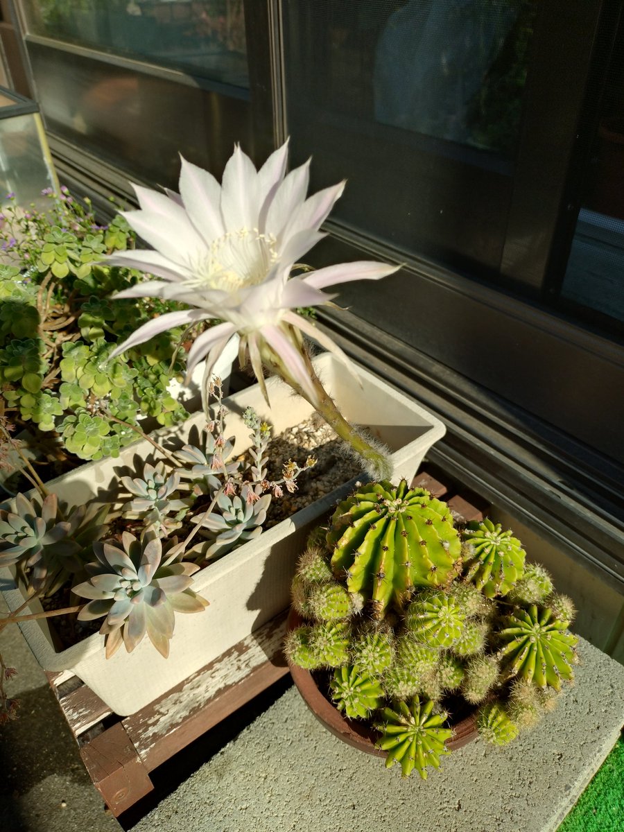 sobakan's tweet photo. おはようございます☀
今年もサボテンの花が咲きましたよ https://t.co/vUy9SRmhBN