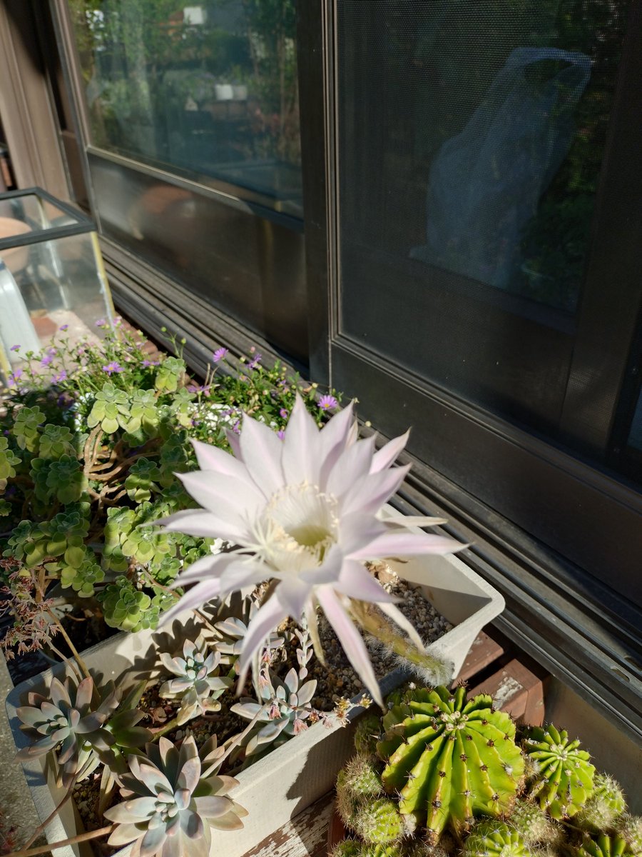 sobakan's tweet photo. おはようございます☀
今年もサボテンの花が咲きましたよ https://t.co/vUy9SRmhBN