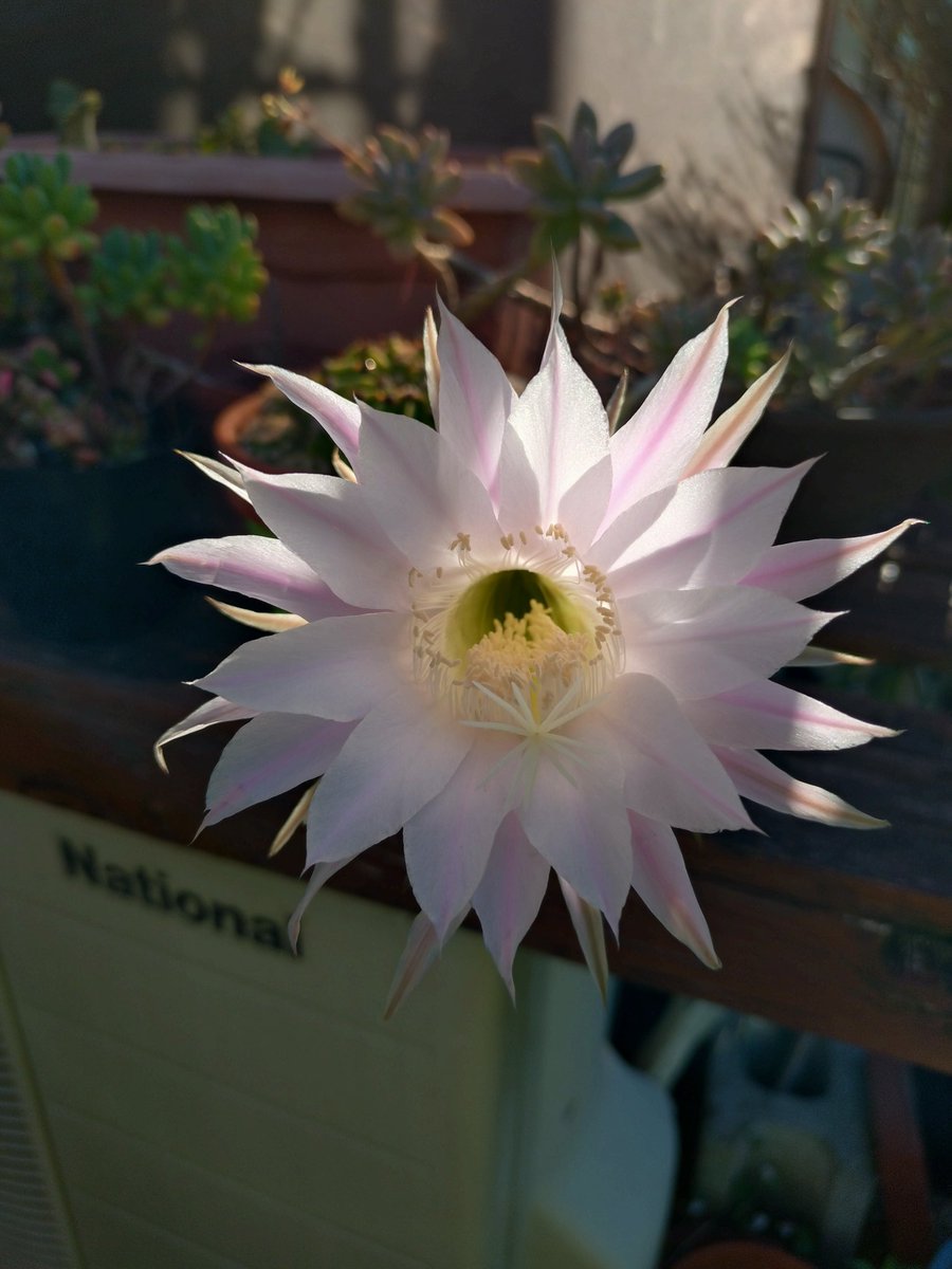 sobakan's tweet photo. おはようございます☀
今年もサボテンの花が咲きましたよ https://t.co/vUy9SRmhBN