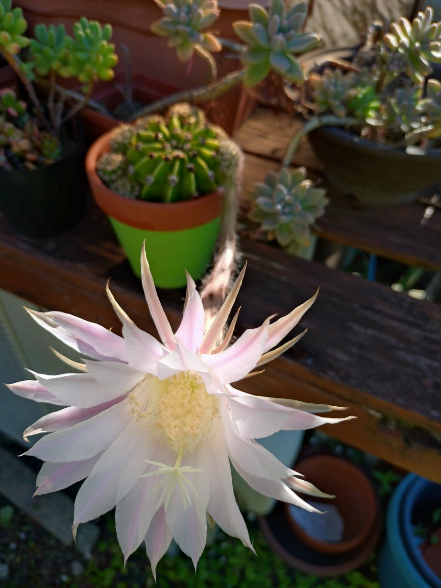sobakan's tweet photo. おはようございます☀
今年もサボテンの花が咲きましたよ https://t.co/vUy9SRmhBN