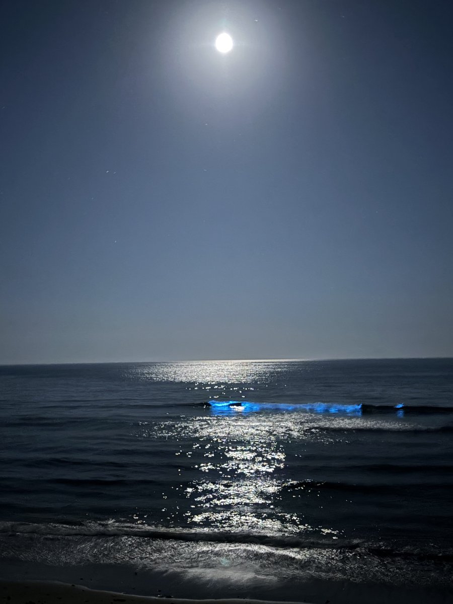 mun_munta's tweet photo. 昨夜の海と月はとても綺麗でした
#夜光虫 
#ブルームーン https://t.co/ao26hmMIol