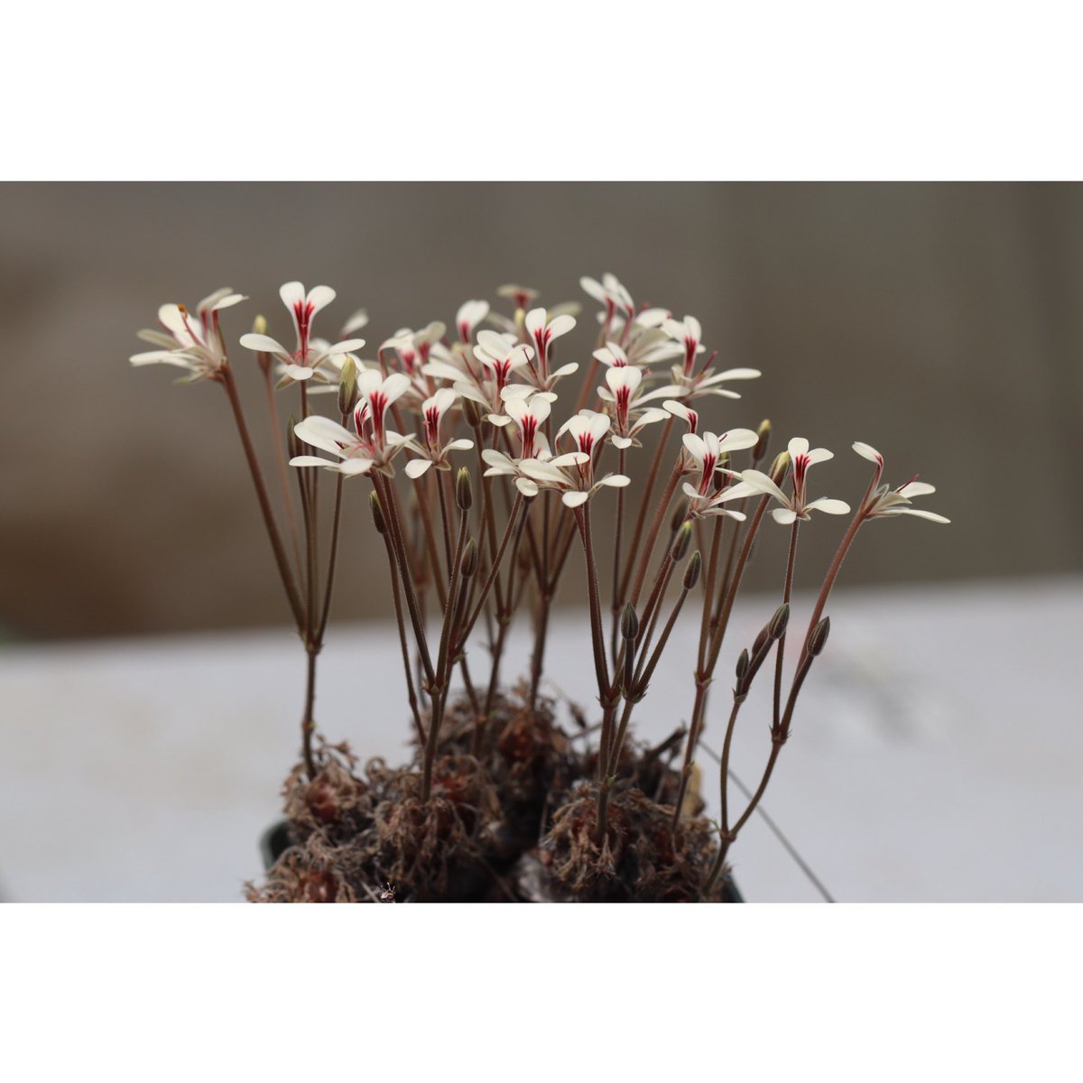 ohgi_nursery (@OhgiNursery) / Posts / X