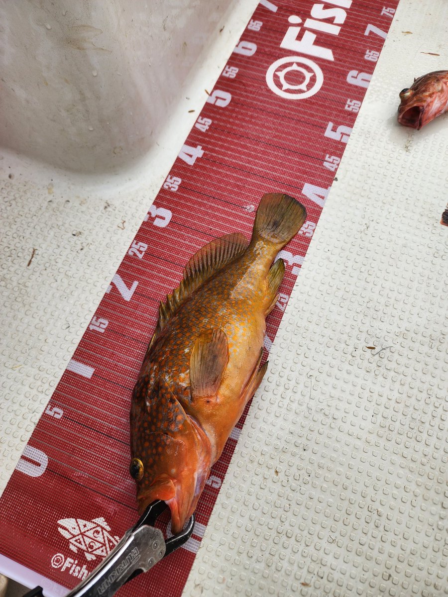 runstyle4625's tweet photo. カルマーでタイラバ超楽しい(笑)
#Fishman 　#カルマー86
#海老ラバ60g https://t.co/R98p12rHyN