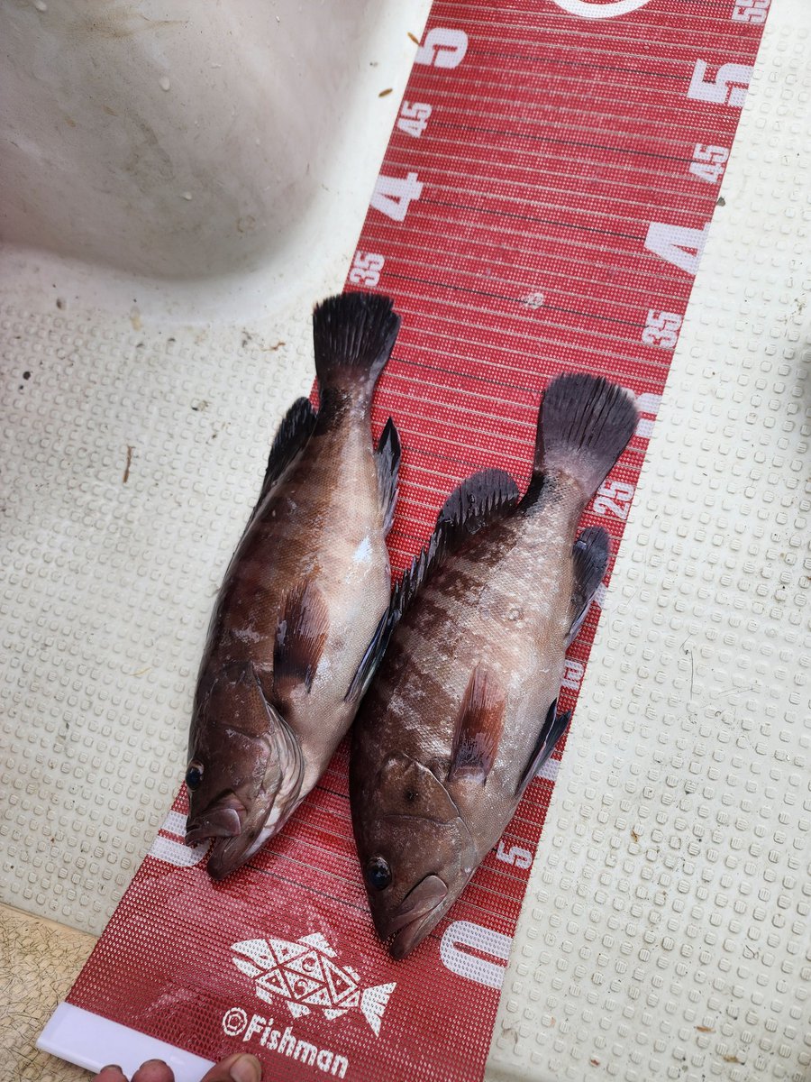 runstyle4625's tweet photo. カルマーでタイラバ超楽しい(笑)
#Fishman 　#カルマー86
#海老ラバ60g https://t.co/R98p12rHyN
