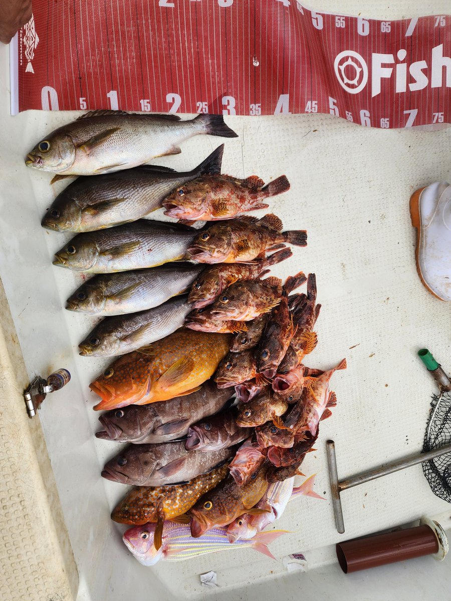 runstyle4625's tweet photo. カルマーでタイラバ超楽しい(笑)
#Fishman 　#カルマー86
#海老ラバ60g https://t.co/R98p12rHyN