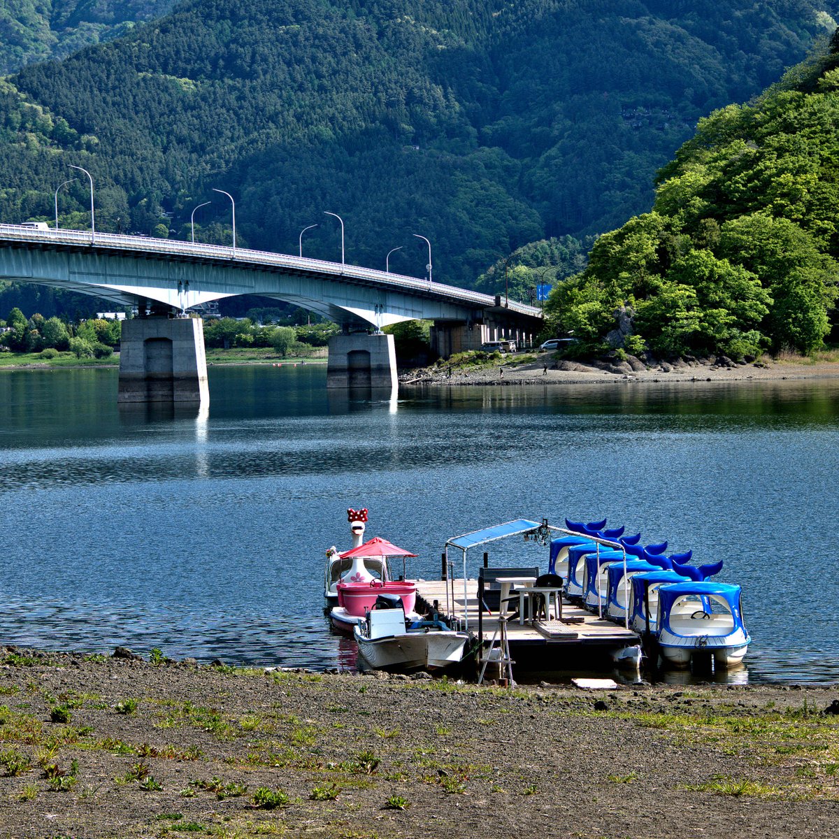 F_ASTAT's tweet photo. 河口湖は大渇水!!!😱

5月10日の朝に #河口湖大橋 近くで撮影したものです。
湖岸の護岸から、スワンボート乗り場まで、やたら遠く感じました。
…水不足だったようですね😅

豪雨は困りますが、ちゃんとした梅雨がやって来て、適正位置まで水位が戻るとよいですね😌

山梨県富士河口湖町 #大池公園
富士山 #富士五湖 
ジャパン峠プロジェクト