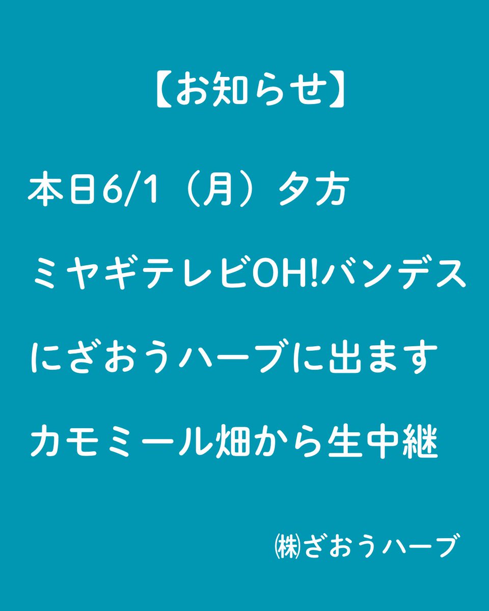 zaoherb's tweet photo. 【お知らせ】
今日の夕方OH!バンデスに出ます。
カモミール畑からの生中継。
時間帯はだいたい16:00付近と17:00付近になりそうです。 https://t.co/NDukcR9PXB