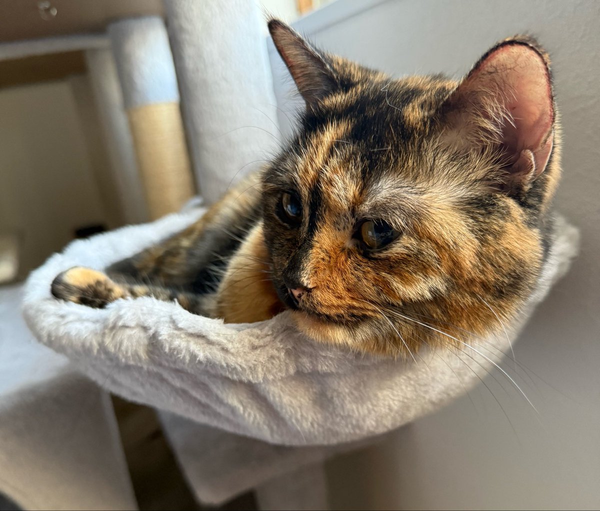 chaistar0909's tweet photo. おはように

#ミヌエット #スコティッシュ #ねこのいる生活 #猫好きさんと繋がりたい #猫画像
#猫 #もふもふ #猫のいるしあわせ https://t.co/Bbas1WDdr3