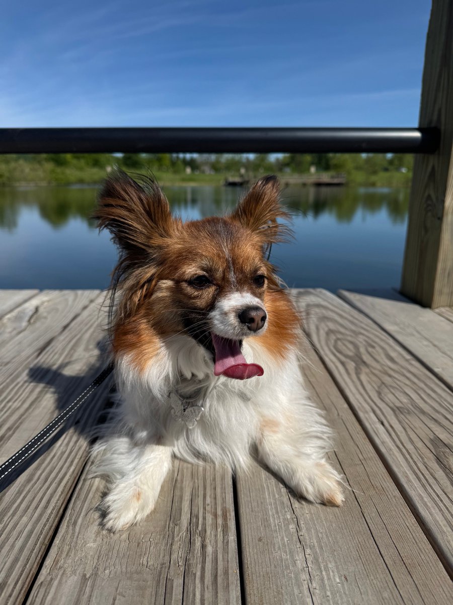 ggpixi's tweet photo. had a weekend full of good food and good pup https://t.co/0SR24zjPgp