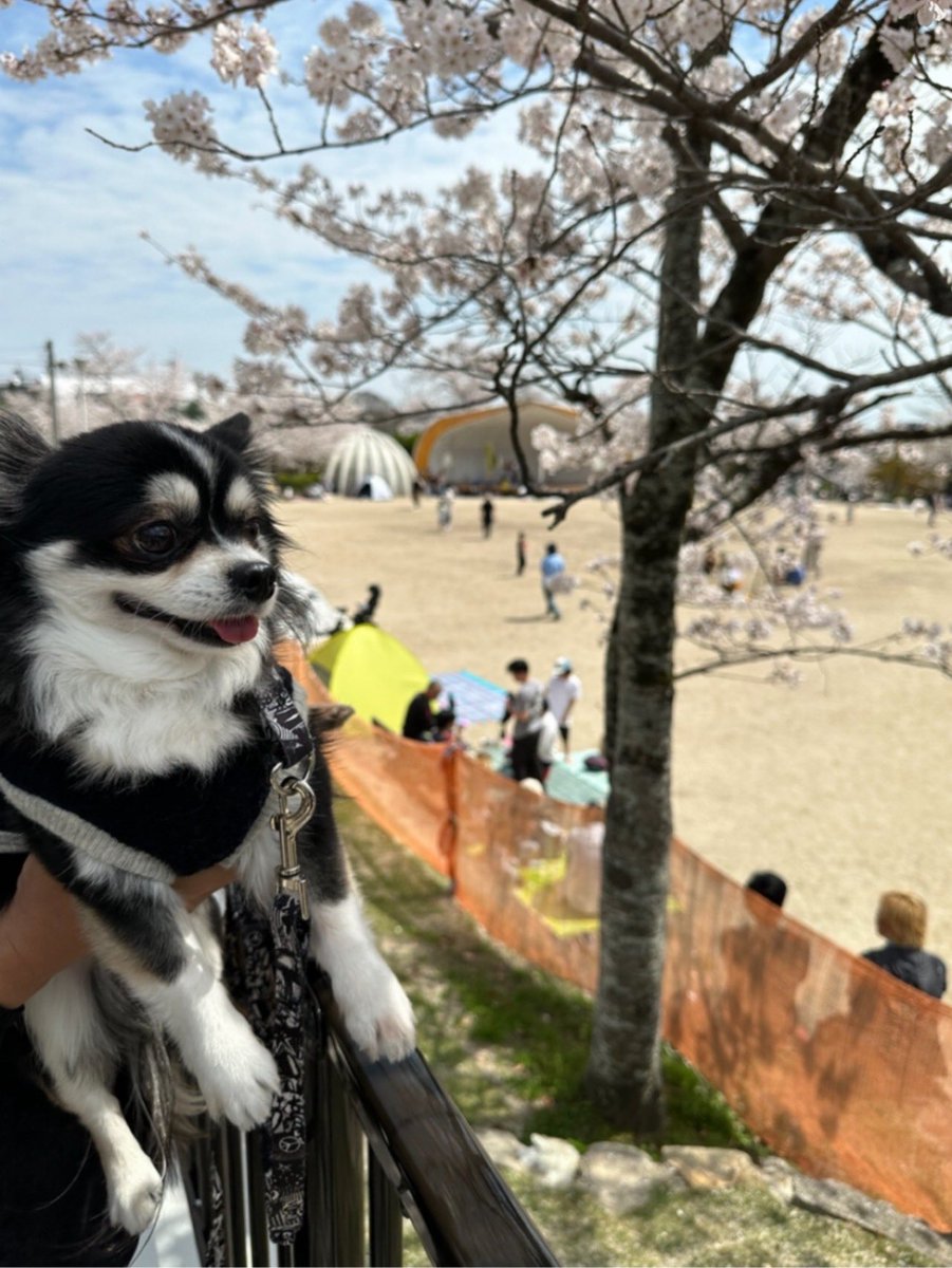 CHlabo's tweet photo. 2024.4.5 花見🌸クロム🐶🐶🌸
順に投稿しております🐶🌸

2026.３月４月も恒例のお花見🌸散歩🐾ができて母さんも父さんも楽しかったよ🐶❤️

皆様❤️クロムの病気からの入院で温かいお言葉をありがとうございました🐶

わたしもクロムも病気と闘っておりますが、負けずに１日１日時間を大切にします✨ https://t.co/rGO6N4di2X