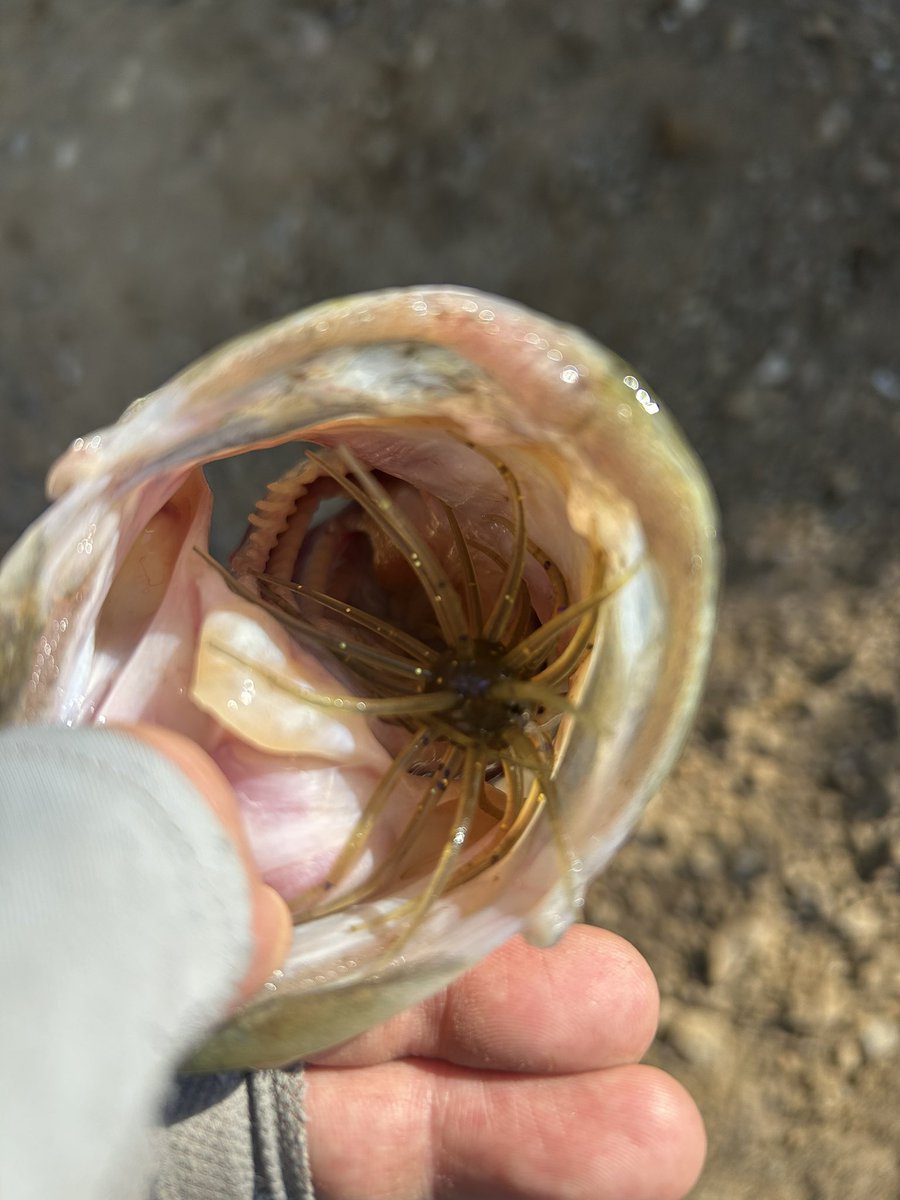 tbakss4178419's tweet photo. 回遊してきたのでコイケ13mmのサイトで一撃👍✨推定サンパチくん🐟
#コイケ13mm
#HIDEUP https://t.co/lhcsWe1wV5
