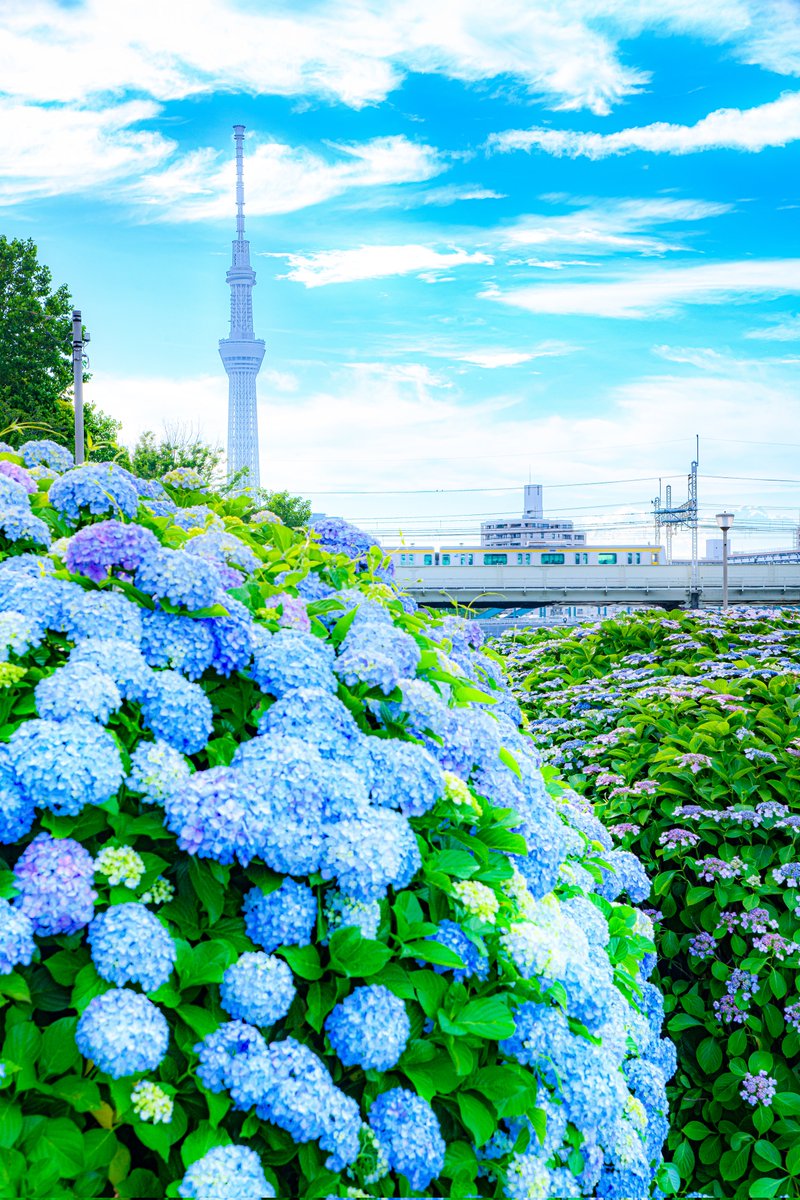 haskap1017's tweet photo. 今年もスカイツリーと紫陽花が綺麗です https://t.co/xFsD2AqxrB