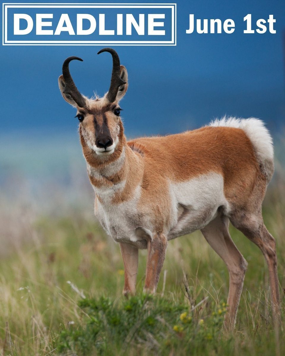 snappysmt's tweet photo. 🚨 URGENT: The Montana FWP hunting application deadline is tomorrow night.

If you haven't applied for Antelope, Deer B, Elk B, or the Nonresident Alternates list, you have until Monday, June 1st at 11:45 PM MDT. No extensions. No late entries.

https://t.co/O7aQJK9uWw https://t.co/HLUkWopkeT