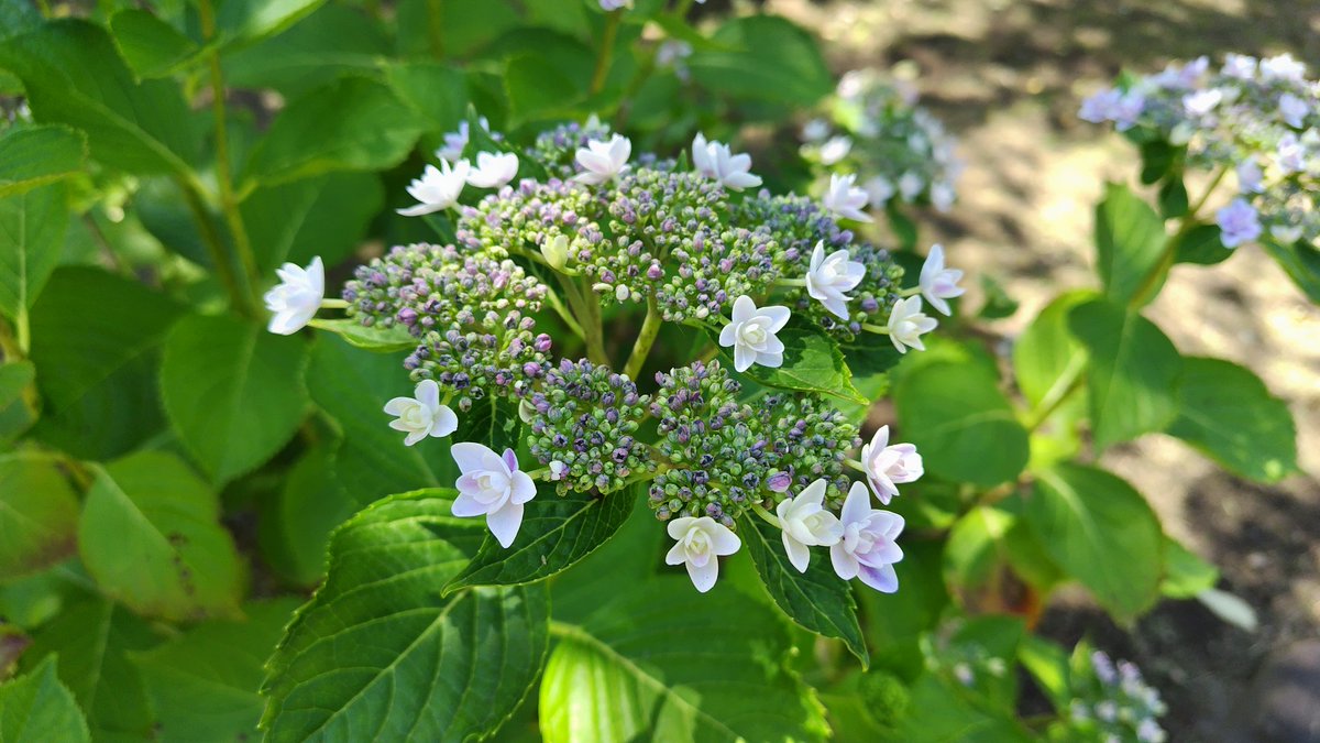 MB28380607's tweet photo. この時期の北鎌倉はいたるところに紫陽花があって美しい https://t.co/If8bZIaXxE