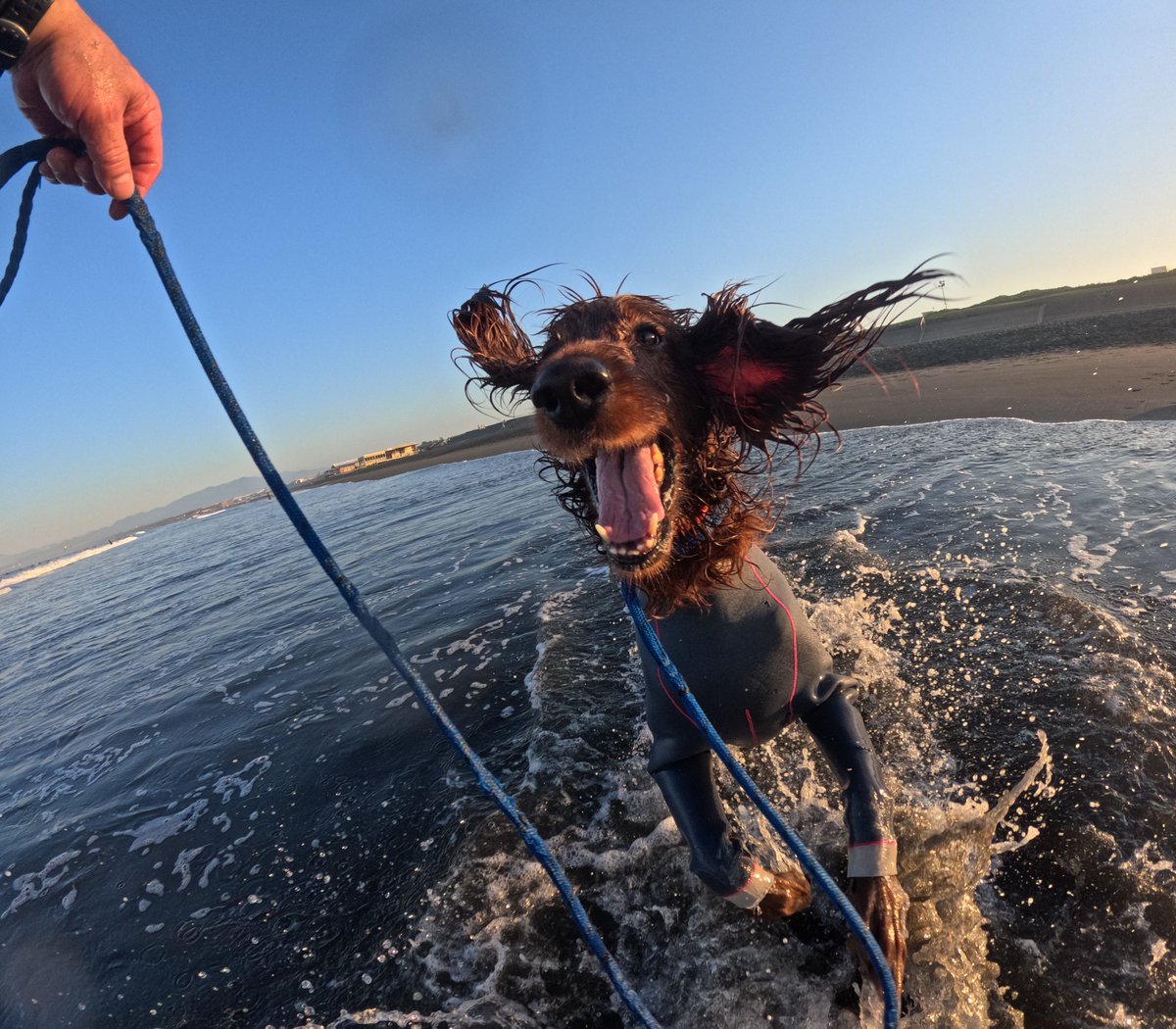 Surfing_Dog's tweet photo. 2026.6.1
ハッピー海遊び♪
#goprodog #hero13black
#goprojp
#goproのある生活
#wavestorm #stormblade
#bambina #アイリッシュセター #irishsetter 
#サーフドッグ #サーフィン犬
#サーファー犬 #ドッグサーフィン
#波乗り犬 https://t.co/EZPU2tiwCx