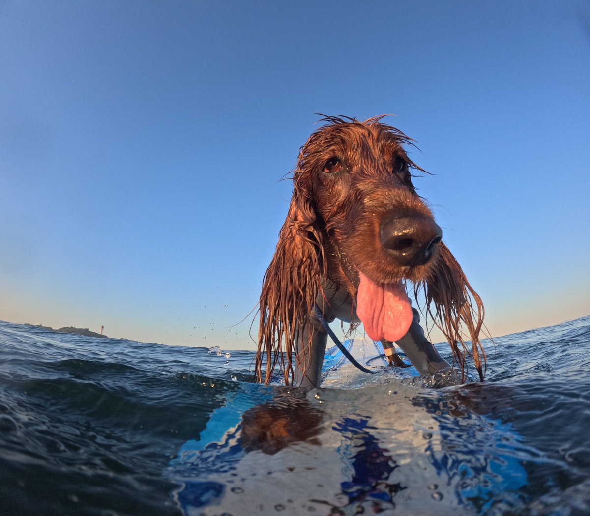 Surfing_Dog's tweet photo. 2026.6.1
ハッピー海遊び♪
#goprodog #hero13black
#goprojp
#goproのある生活
#wavestorm #stormblade
#bambina #アイリッシュセター #irishsetter 
#サーフドッグ #サーフィン犬
#サーファー犬 #ドッグサーフィン
#波乗り犬 https://t.co/EZPU2tiwCx