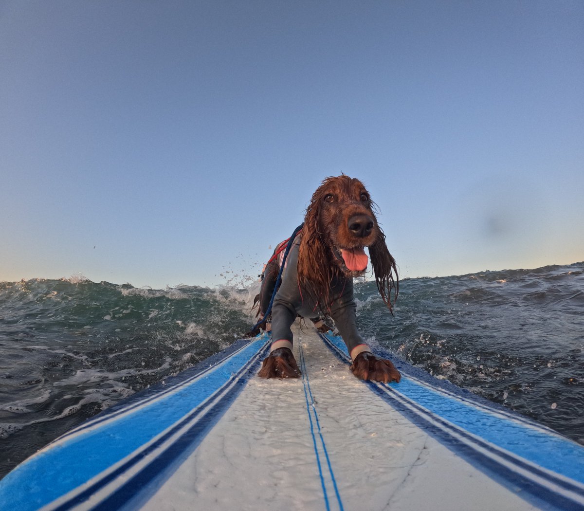Surfing_Dog's tweet photo. 2026.6.1
ハッピータンデムサーフィン♪
#goprodog #hero13black
#goprojp 
#goproのある生活
#wavestorm #stormblade
#bambina #アイリッシュセター #irishsetter 
#サーフドッグ #サーフィン犬
#サーファー犬 #ドッグサーフィン
#波乗り犬 https://t.co/qmggW1kwoR