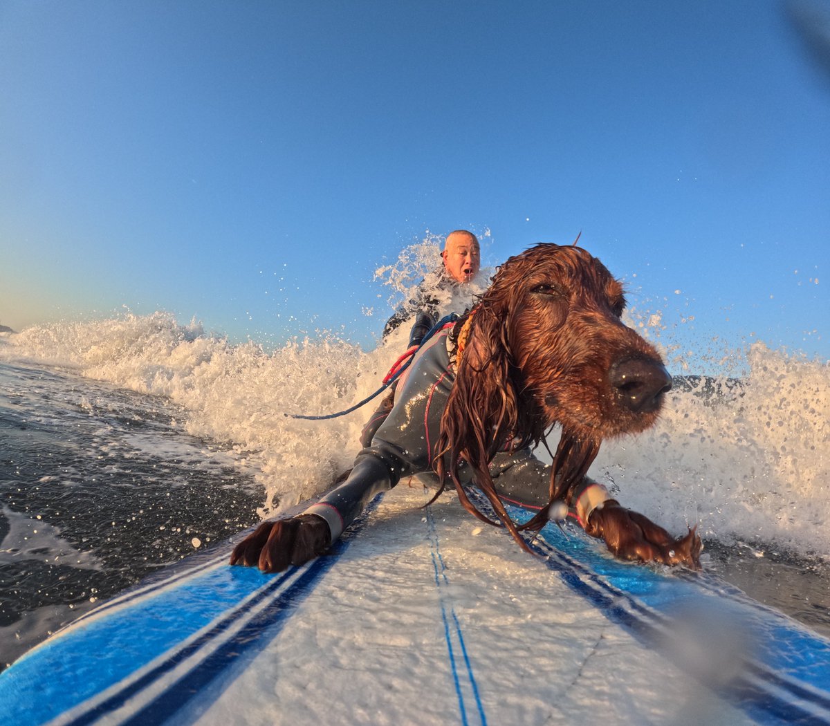 Surfing_Dog's tweet photo. 2026.6.1
ハッピータンデムサーフィン♪
#goprodog #hero13black
#goprojp 
#goproのある生活
#wavestorm #stormblade
#bambina #アイリッシュセター #irishsetter 
#サーフドッグ #サーフィン犬
#サーファー犬 #ドッグサーフィン
#波乗り犬 https://t.co/qmggW1kwoR