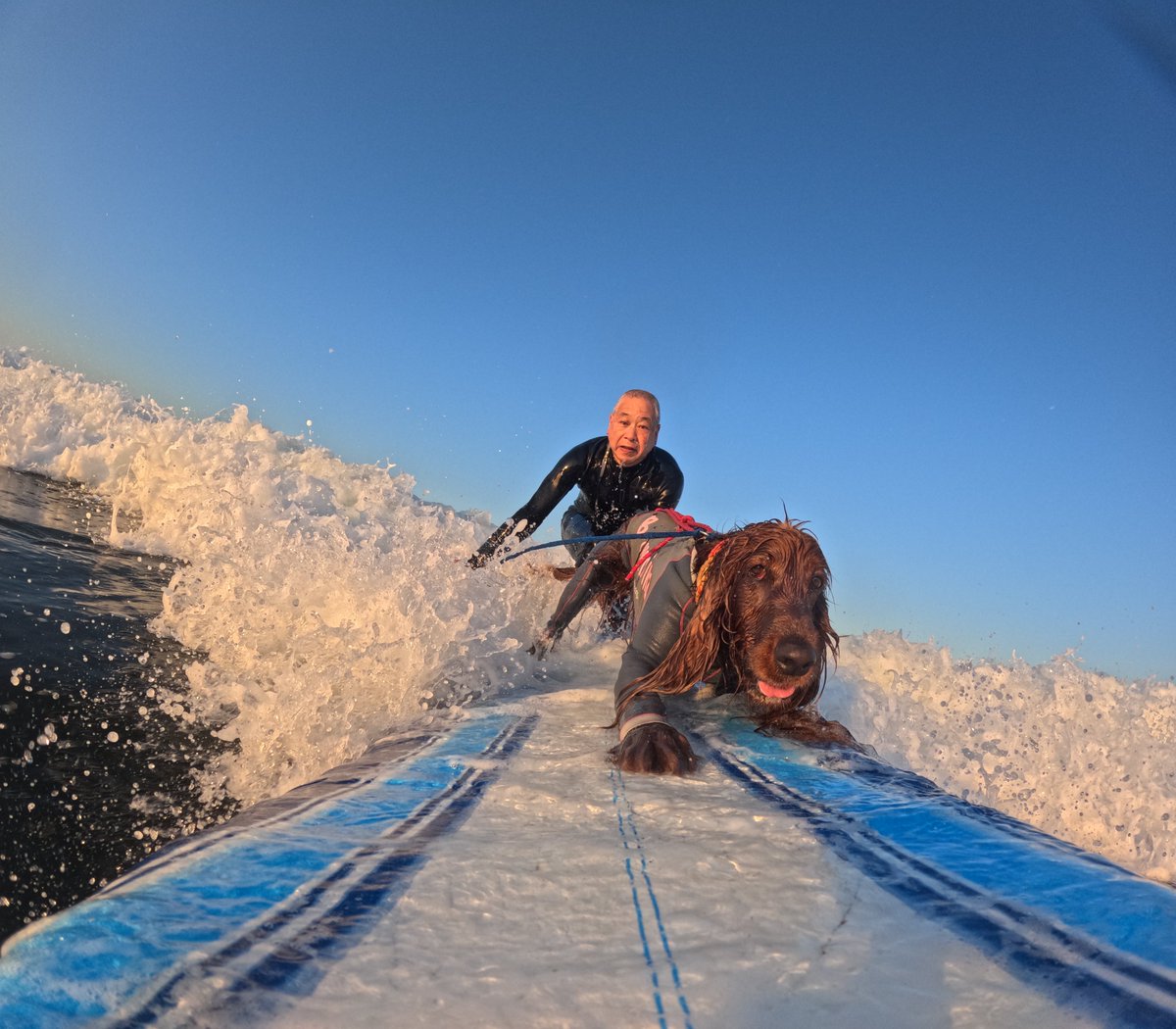Surfing_Dog's tweet photo. 2026.6.1
ハッピータンデムサーフィン♪
#goprodog #hero13black
#goprojp 
#goproのある生活
#wavestorm #stormblade
#bambina #アイリッシュセター #irishsetter 
#サーフドッグ #サーフィン犬
#サーファー犬 #ドッグサーフィン
#波乗り犬 https://t.co/qmggW1kwoR