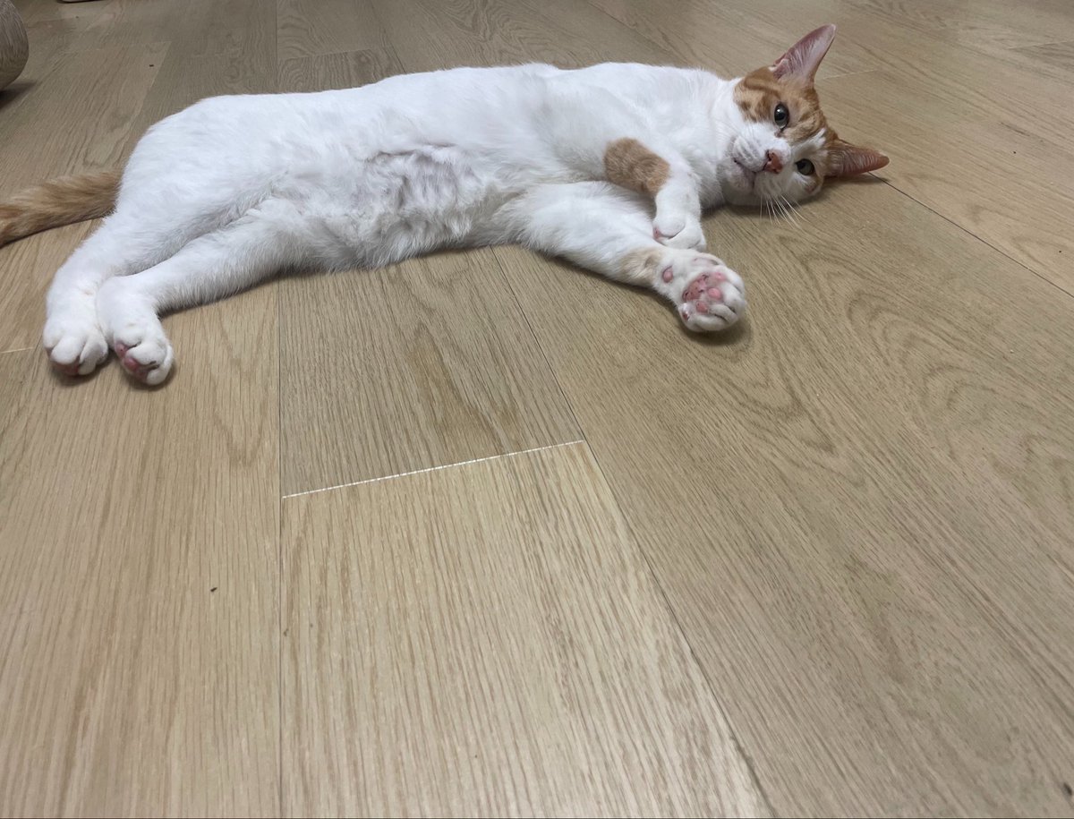 ChaaaaaaaSea's tweet photo. おはようチャー坊。暑そうだねえ…エアコンつけようかなあ… https://t.co/wdv7kZmkGl