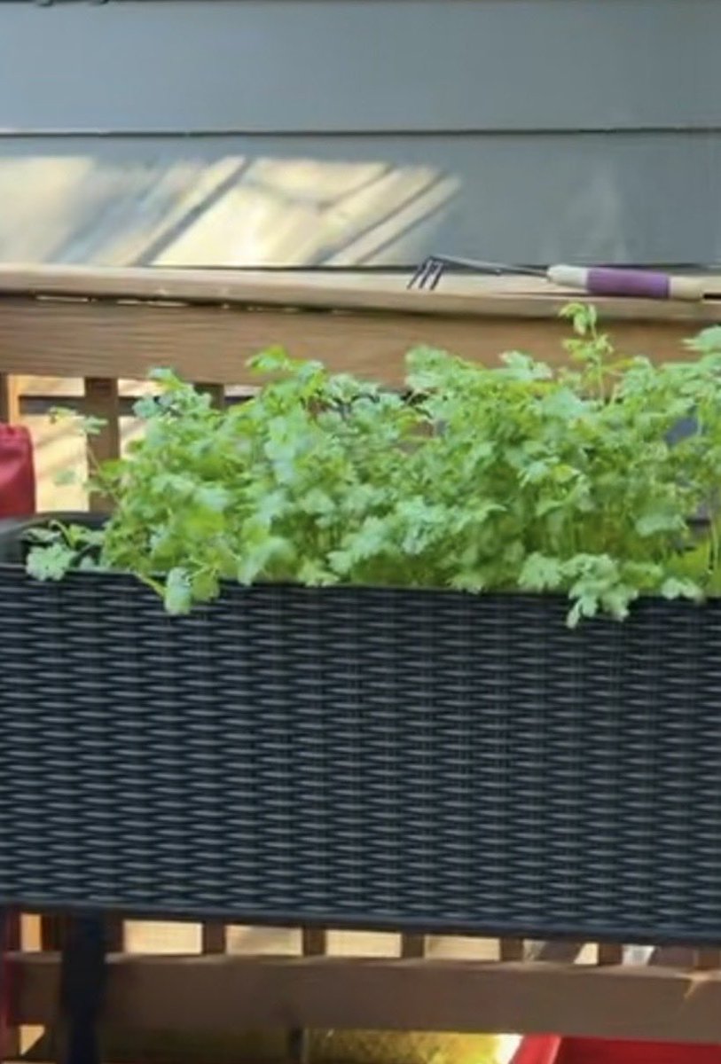 DivatheD's tweet photo. Cilantro on deck!😋 https://t.co/E10Kp7EwID