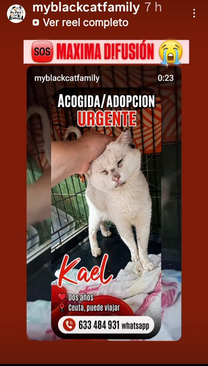 Marisa84157935's tweet photo. Máxima difusión ! #Kael, 2 años, en #Ceuta, puede viajar
Adopción URGENTE 😿🆘 https://t.co/bPN9a52hak