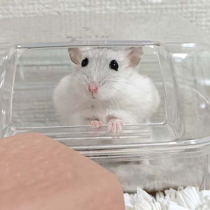 gohanumauma's tweet photo. ゴハン詰め込んで
肩マッチョになってる
ぺぇちゃん🐹 https://t.co/Xf4nLzf1wC