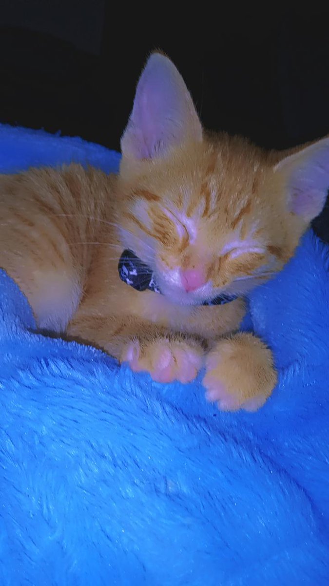 KoisGoldenOasis's tweet photo. My little oasis guardian protector is growing up so fast. I am so proud of him. My Mr.Pickles. 🏝️👁️ https://t.co/T1FZqRG2i6