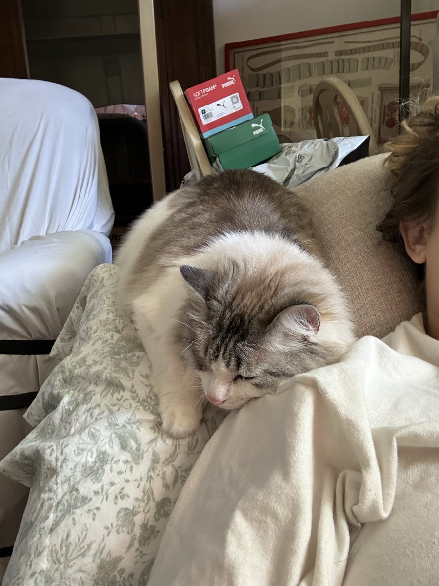 DollyPartonCat's tweet photo. Momey sick means unlimite’d Momey Time🤩 https://t.co/atf0n74P0Y