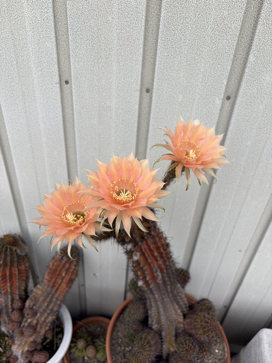 maijar's tweet photo. 今年も我が家のサボテンの花が綺麗に咲いたのでお裾分け。もっと小出しに咲いてくれてもいいのに1日で一気に全部咲いて、１日で萎んじゃうのがもったいない…… https://t.co/fDQlgpdaIf