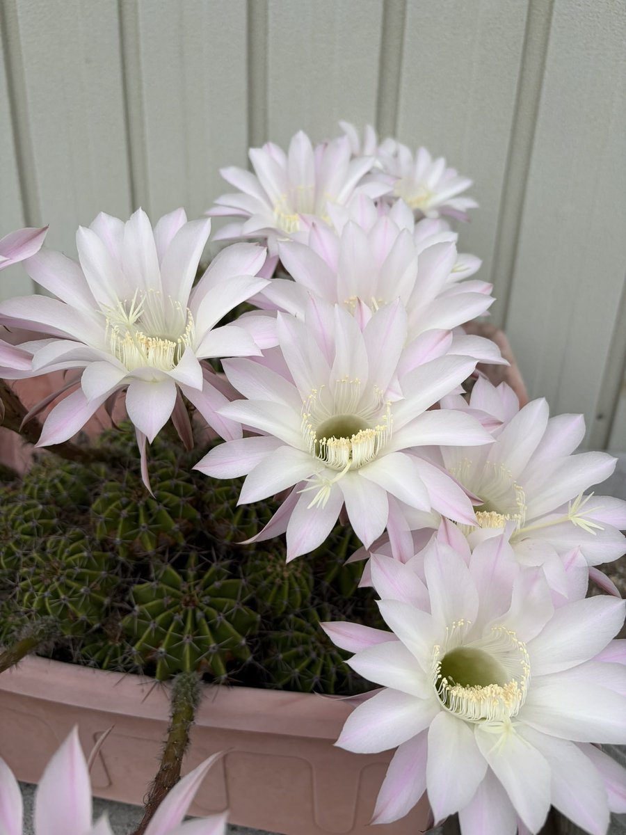 maijar's tweet photo. 今年も我が家のサボテンの花が綺麗に咲いたのでお裾分け。もっと小出しに咲いてくれてもいいのに1日で一気に全部咲いて、１日で萎んじゃうのがもったいない…… https://t.co/fDQlgpdaIf