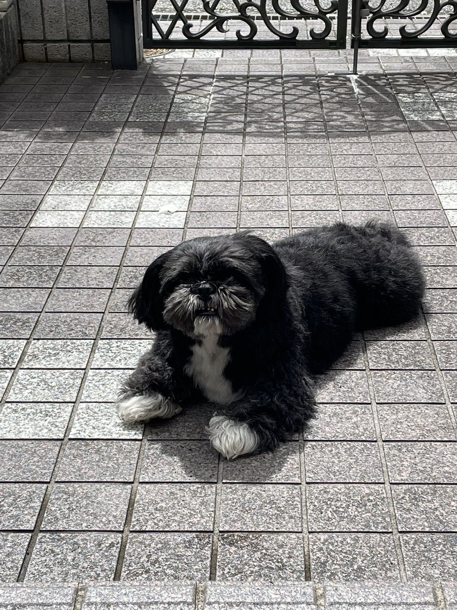 Yayoi_310's tweet photo. 今朝のセバ、バンサン、タンタン
6月1日、今日も返信無し🌾 https://t.co/SS8BGPHMpX